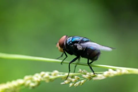 Flies Stock Photos