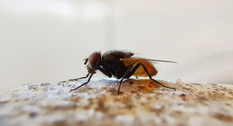 A flies Stock Photos