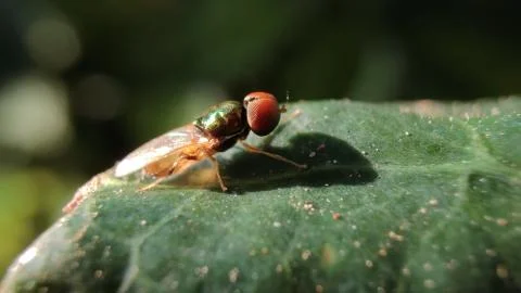 A flies Stock Photos