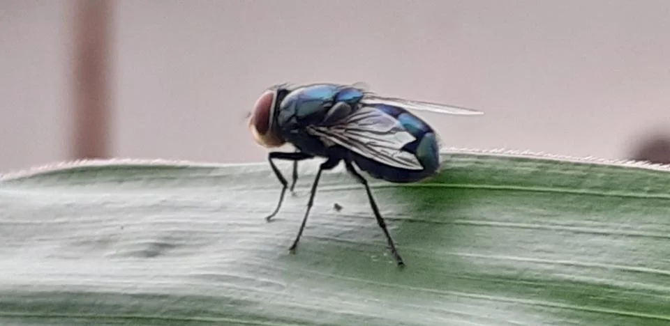 Flies Stock Photos