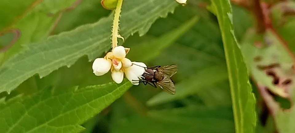Flies Stock Photos