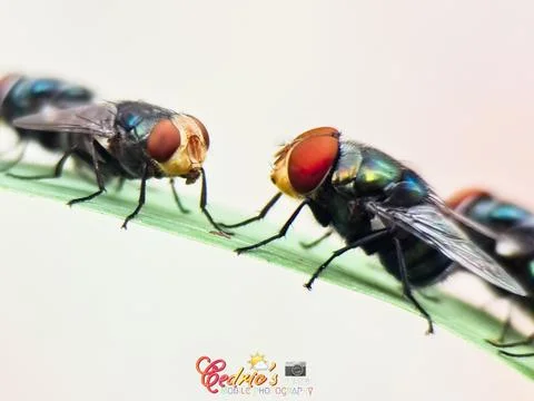 Flies Stock Photos