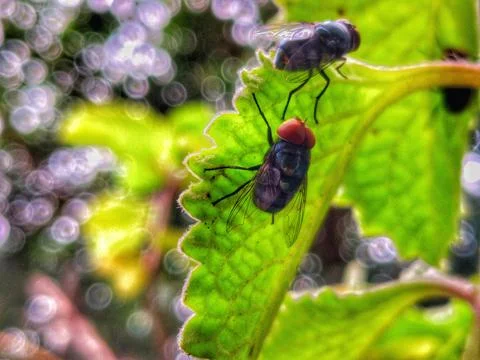 Flies Stock Photos