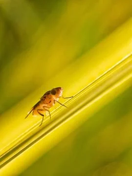 Flies Stock Photos