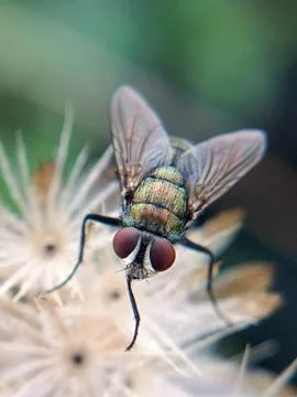 Flies Stock Photos
