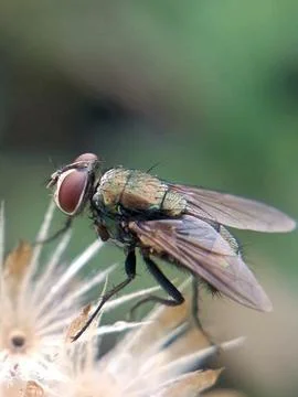 Flies Stock Photos