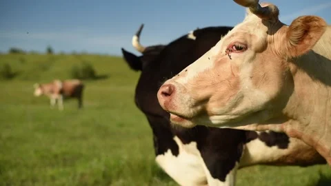 Flies prevent cows from grazing in a meadow in a village. Cattle eat grass in Stock Footage 150510715