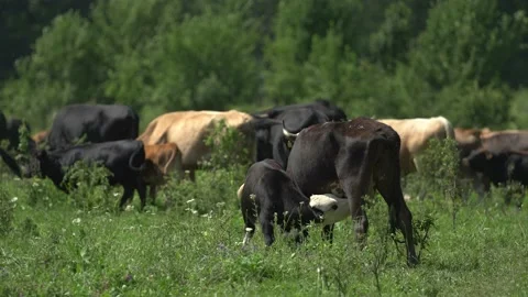 Flies prevent cows from grazing in a meadow in a village. Cattle eat grass in a Video stock 169646862