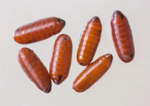 Flies pupae Stock Photos