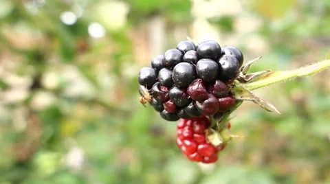 Flies on raspberry Stock Footage 41832478