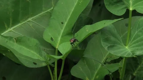 Flies red eye on water spinach leaf wide angle Stock Footage 307472060