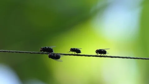 Flies on a rope. 4k video Stock Footage 101692061