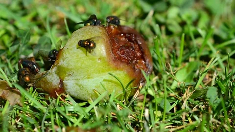 Flies on rotten plum 動画素材 78592435