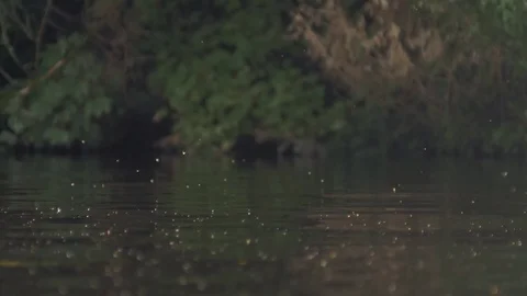 Flies Shallow Depth Of Field Over Water Stock Footage 82187854