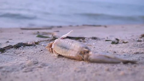 Flies sit on the dead fish. fish washed up on the seashore. bad ecology. global Video stock 161905109