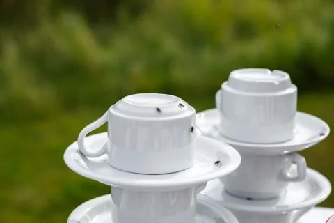 Flies sit on the empty tea cups Stock Photos