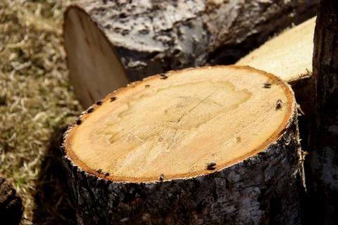 Flies sit on a tree in a circle Stock Photos