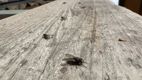Flies sitting on the wooden surface Video stock 223888868