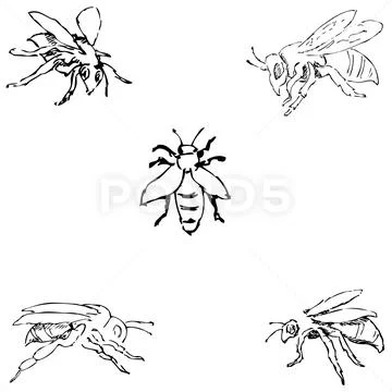 Flies. Sketch by hand. Pencil drawing. Vector image Illustration 90889700