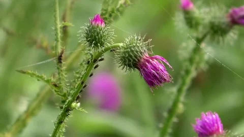Flies sleeping on a stem of a thistle growing on a meadow, row of sleeping flies Stock Footage 79597472