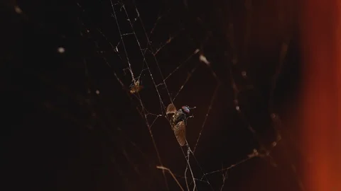 Flies on the spider web Video stock 125980105