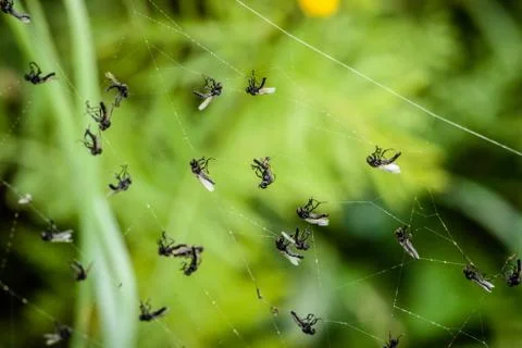 Flies in spiderweb Photos