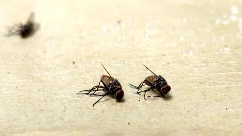 Flies stuck in a special fly glue trap. pest control concept 스톡 동영상 323247286