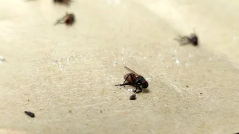 Flies stuck in a special fly glue trap. pest control concept Stock Footage 323247301