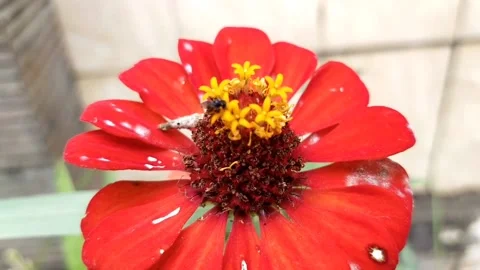 Flies suck flowers Stock Footage 211558831