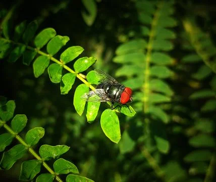 Flies sunbathing on the tips of leaves Stock Photos