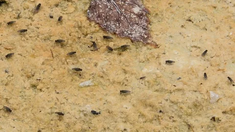 Flies on the surface of the ground UK 4K Stockbeeldmateriaal 112642049
