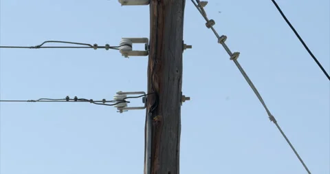 Flies surrounding an electric power wooden utility pole Stock Footage