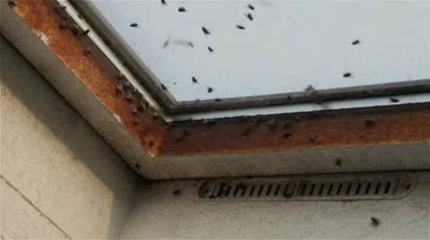 Flies swarm at window, close up Video stock 21258305