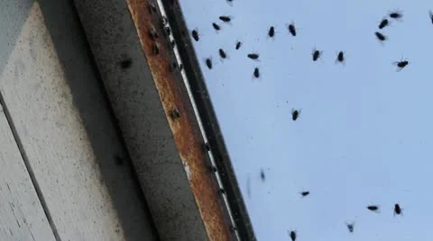 Flies swarm at window Vídeos de archivo 21221664