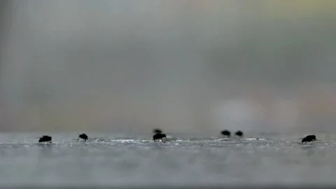 Flies swarmed on the dining table Stock Footage 270713295