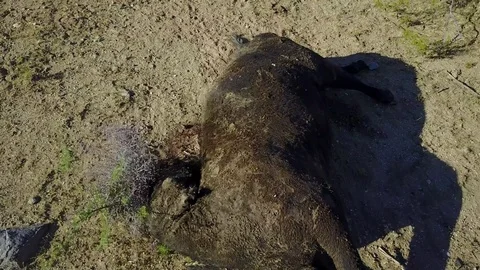 Flies swarming on dead cow decaying in the desert, pass over. Stock-Footage 82844341