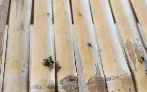 Flies on the table Stock Photos