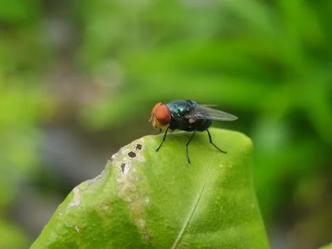 Flies on top of leaves Stock Photos