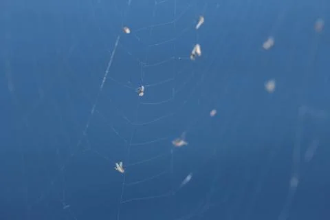 Flies trapped in spider web Stock Photos