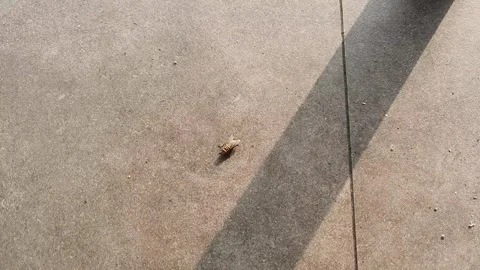 Flies walk here and there looking for food and laying eggs on the floor. Cl.. Stock Footage 279295328