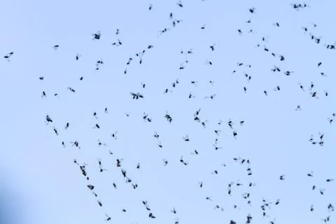 Flies on the web Stock Photos