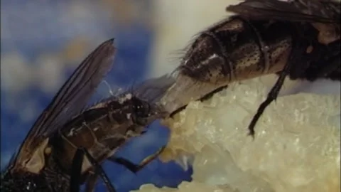Flies while coupling04 Stock Footage 147151588