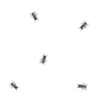 Flies on white background Stock Illustration