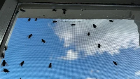Flies on the window screen Stock Footage 257056568