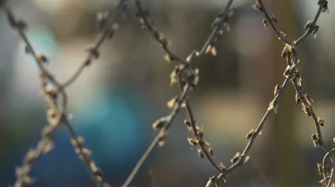 Flies on an wire fence. Focus shift 스톡 동영상 7729949