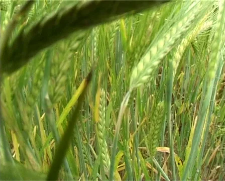 Fligh back through cereal field Stock Footage 315062