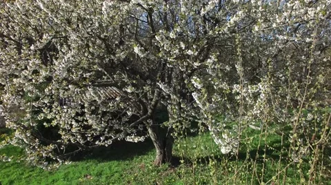 Flight in 4K uprisind a flourished cherry tree 動画素材 62407002