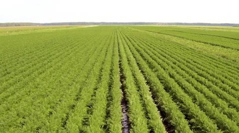 Flight Above Agriculture Fields Stock Footage 66778354