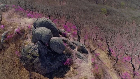 Flight above beautiful blooming first flowers azalea rhododendron spring Altai  Stock Footage 153829262
