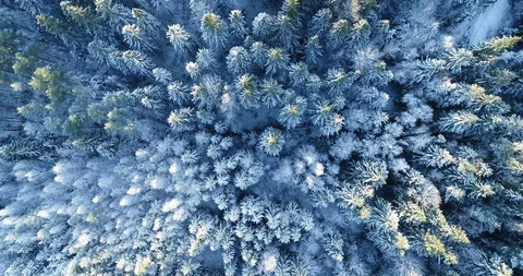 Flight above beautiful winter forest. Christmas theme. Stock Footage 120868675